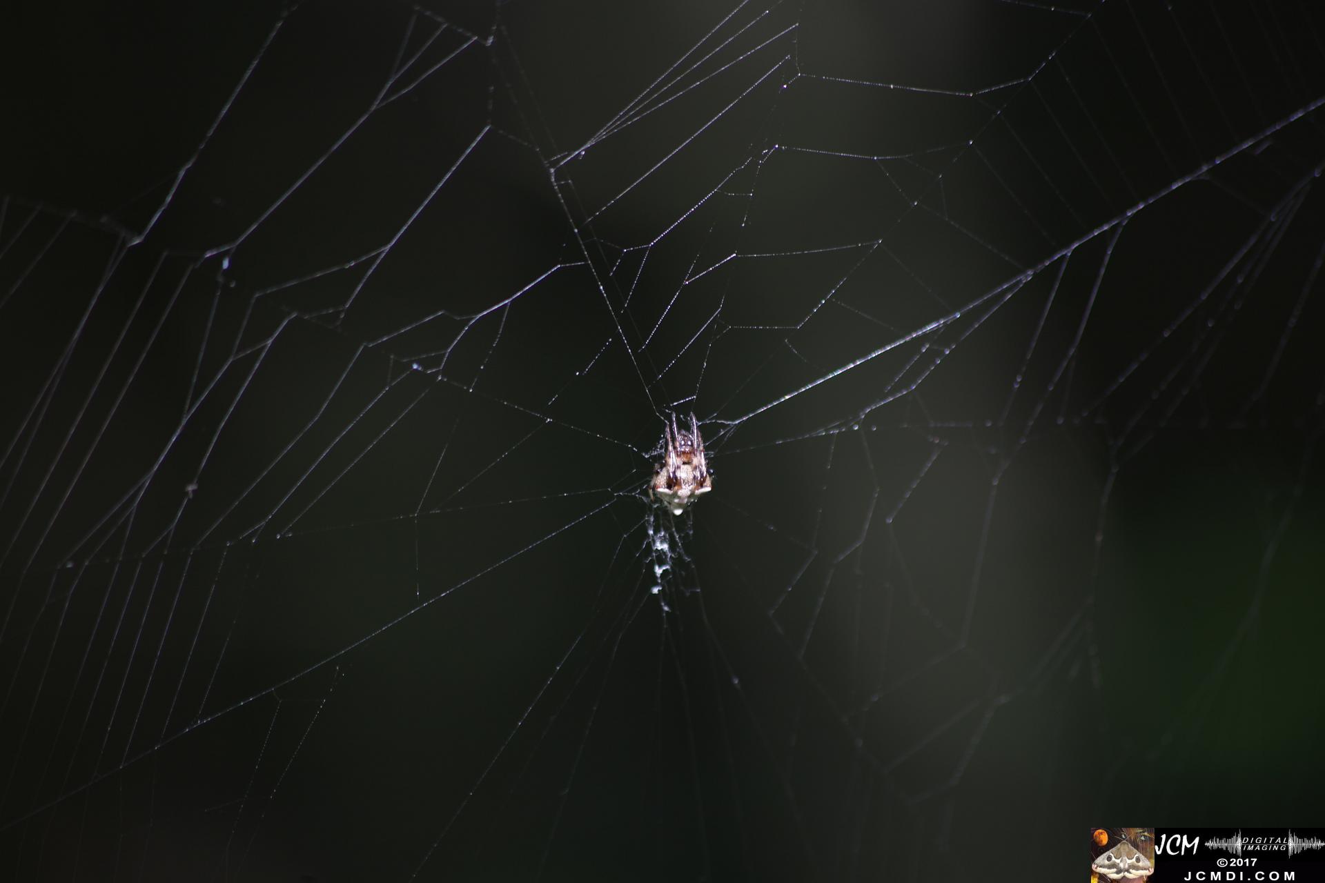 Spider in web close-up
